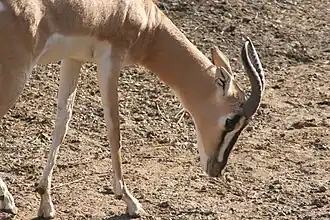 Soemerringgazelle