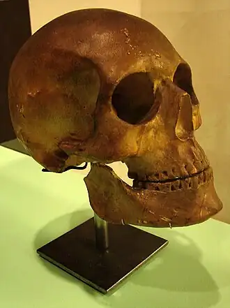 schedel van Sophia van Minsk in Nationalmuseet