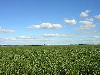 Sojaveld bij Paso de La Arena