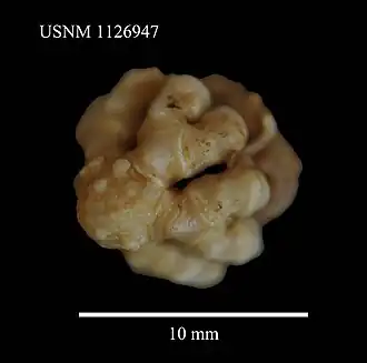 Solanometra antarctica