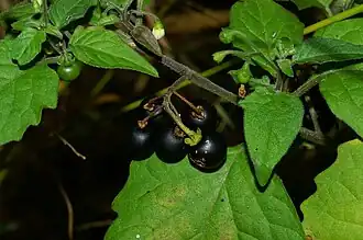 Beklierde nachtschade