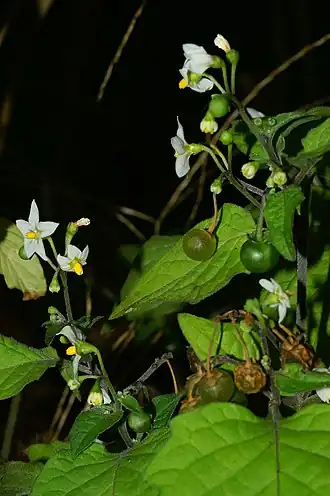 Beklierde nachtschade