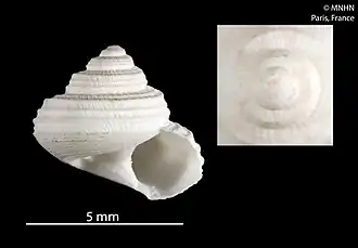 Solariella carvalhoi