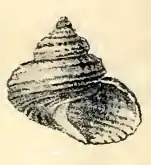 Solariella charopa