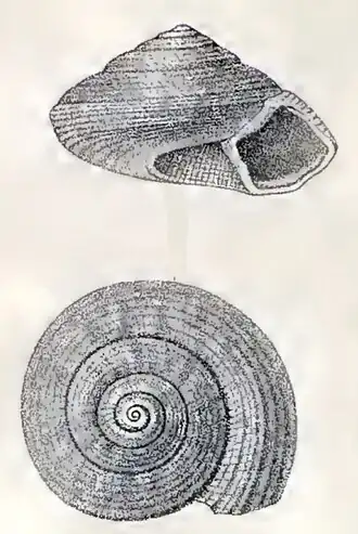 Solariella ornatissima