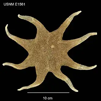 Solaster abyssicola