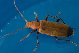 Heipaalkever (Nacerdes melanura)