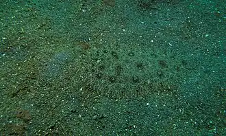 Liachirus melanospilos