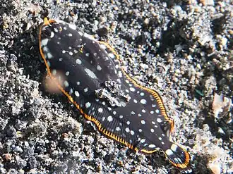 Soleichthys maculosus