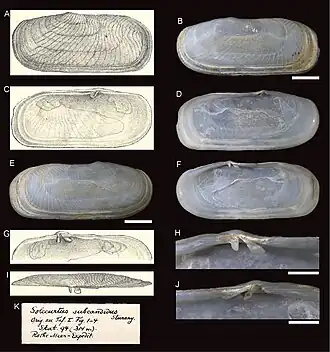 Solecurtus subcandidus