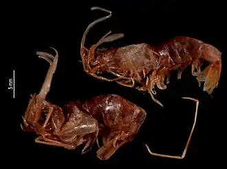 Solenocera atlantidis