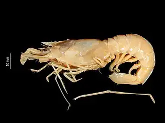 Solenocera barunajaya