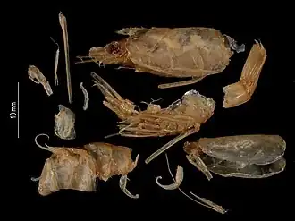 Solenocera crassicornis