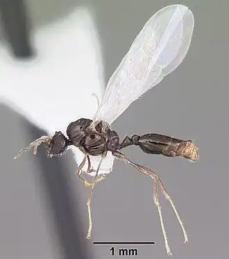 Solenopsis abdita