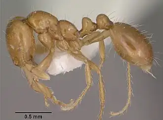 Solenopsis amblychila