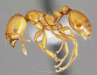Solenopsis aurea