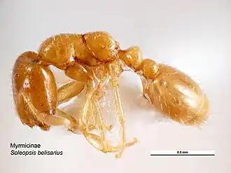 Solenopsis belisarius