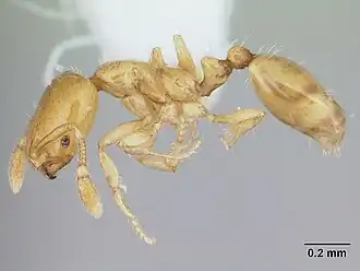 Solenopsis clytemnestra