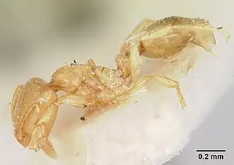 Solenopsis corticalis