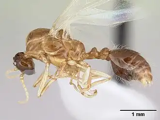 Solenopsis daguerrei