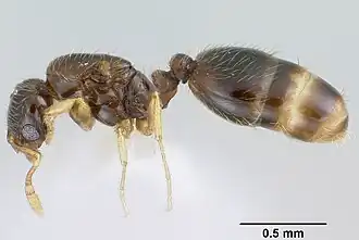 Solenopsis gnoma