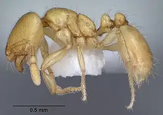 Solenopsis krockowi