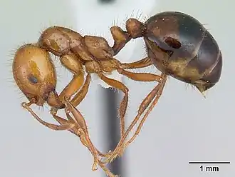 Solenopsis macdonaghi