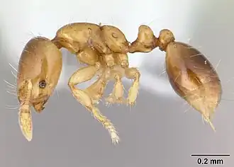 Solenopsis medioclara