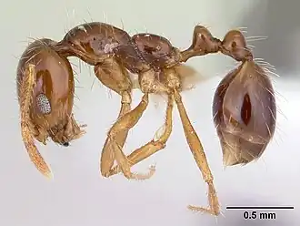 Solenopsis megergates