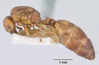 Solenopsis metanotalis