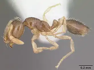 Solenopsis nickersoni