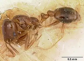Solenopsis oculata