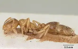 Solenopsis patagonica