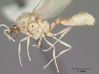 Solenopsis pergandei