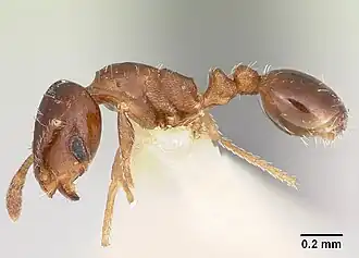 Solenopsis photophila