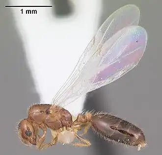 Solenopsis picta