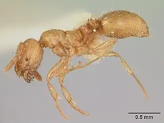 Solenopsis pilosula