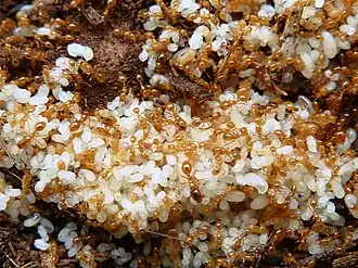 Solenopsis punctaticeps