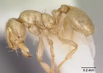 Solenopsis puncticeps