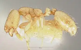 Solenopsis salina