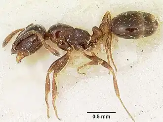 Solenopsis schilleri