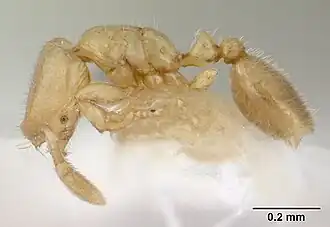 Solenopsis tetracantha