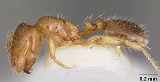 Solenopsis truncorum