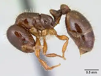 Solenopsis wasmannii