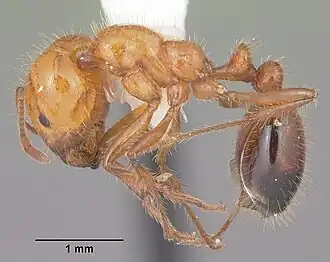 Solenopsis xyloni