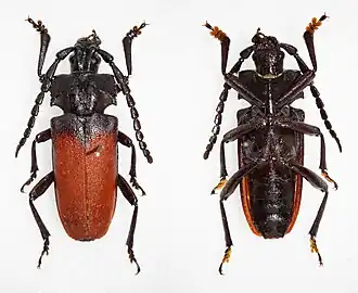 Solenoptera dominicensis