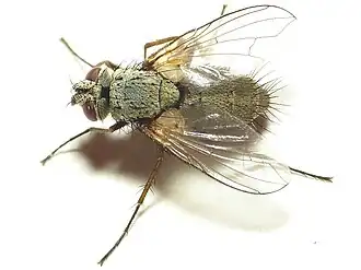 Solieria pacifica