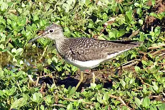 Amerikaanse bosruiter