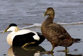 Een mannelijke (links) en vrouwelijke (rechts) eider op het strand