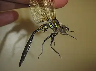 Somatochlora ensigera